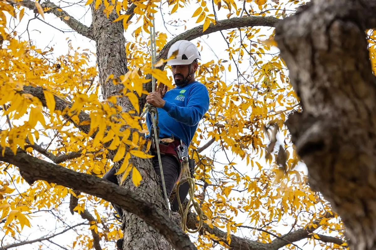 Skilled Storm Damage Cleanup crew working in Westwood